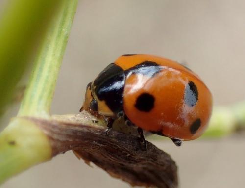 Réf. 215 954 : Ceratomegilla undecimnotata
